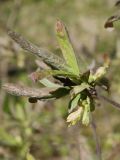 Lonicera edulis. Верхушка веточки с соцветиями. Ленинградская обл., Ломоносовский р-н, дер. Дубки, в культуре. 19.05.2020.