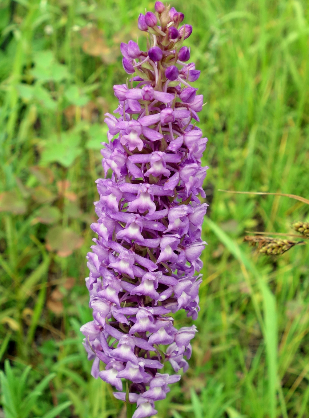 Изображение особи Gymnadenia conopsea.