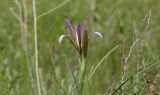 Iris songarica