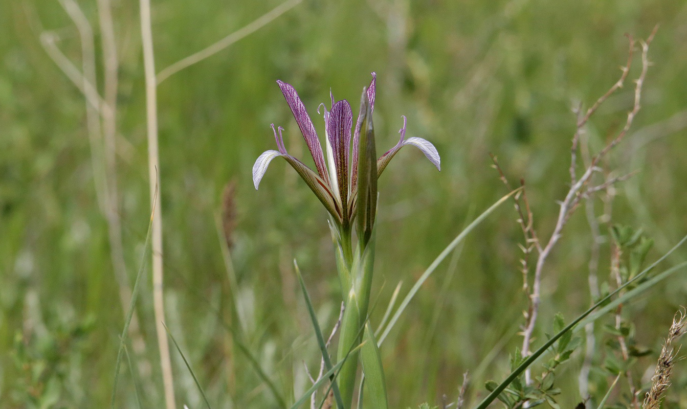 Image of Iris songarica specimen.