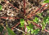 Potentilla intermedia