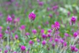 Trifolium purpureum. Верхушки побегов с соцветиями. Израиль, лес Бен-Шемен. 20.04.2019.