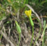 Crepis pulchra. Верхушки побегов с соцветиями. Краснодарский край, окр. г. Новороссийск, хр. Маркотх, редколесье на склоне. 31.05.2020.