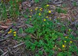 Ranunculus repens