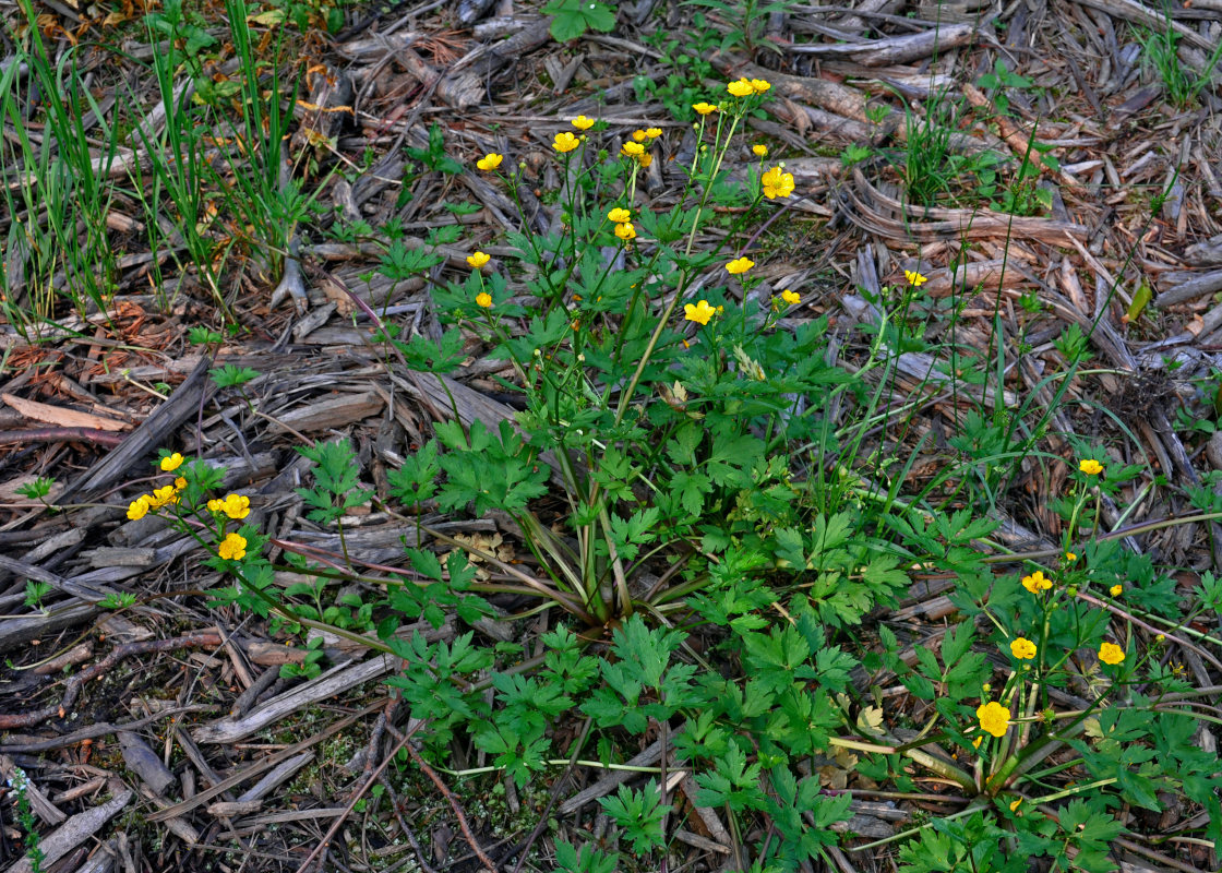 Изображение особи Ranunculus repens.