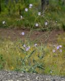 Lactuca tatarica