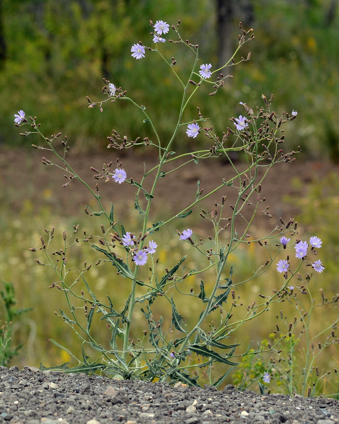 Image of Lactuca tatarica specimen.