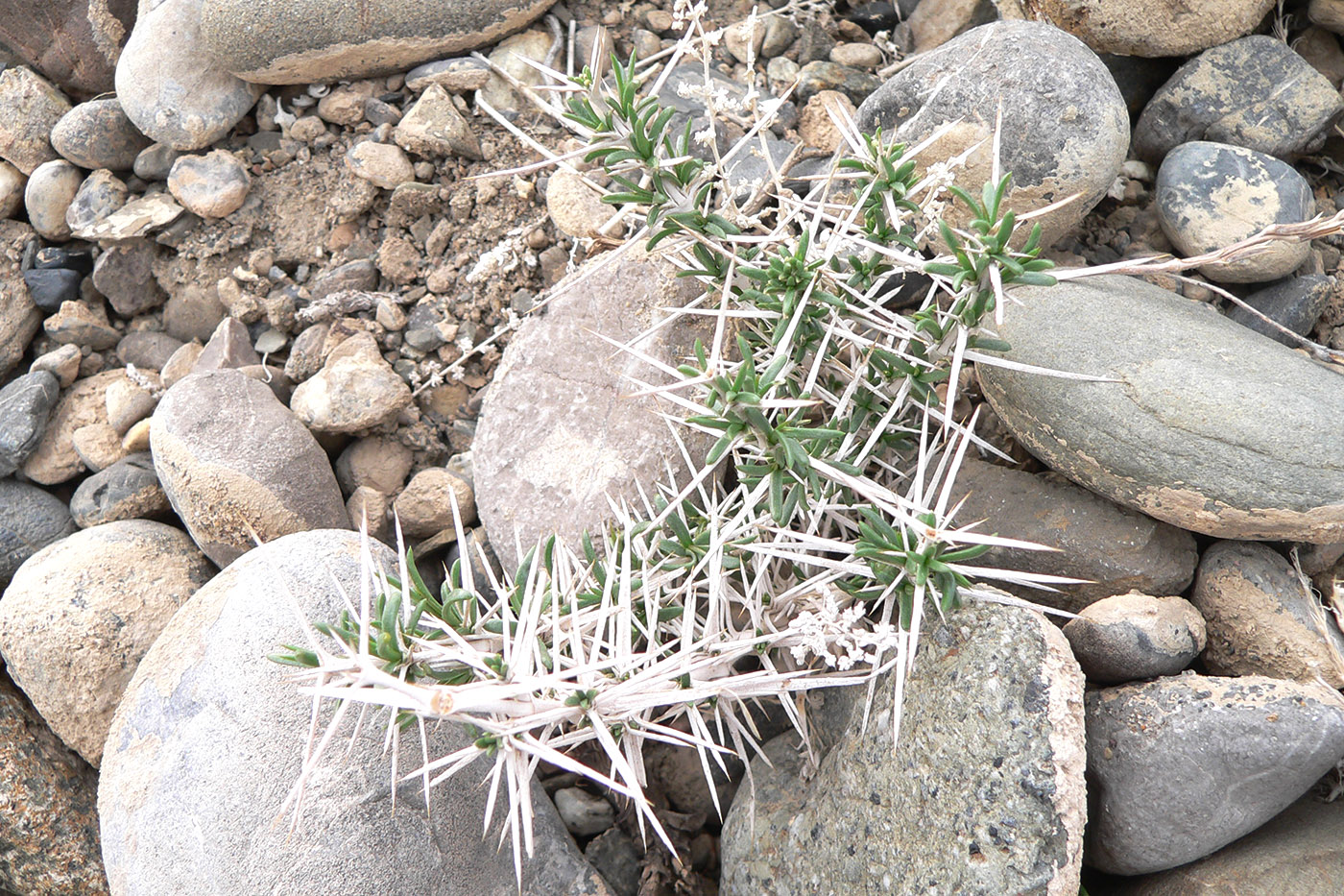 Image of Acanthophyllum pungens specimen.