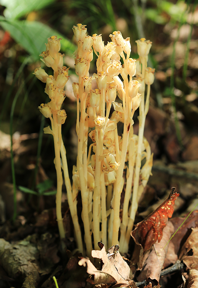 Image of Hypopitys monotropa specimen.