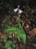 Campanula rapunculoides. Цветущее растение. Украина, Закарпатская обл., Раховский р-н, у дороги в буковом лесу. 26 августа 2008 г.