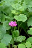 Malva sylvestris