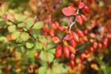 Berberis thunbergii