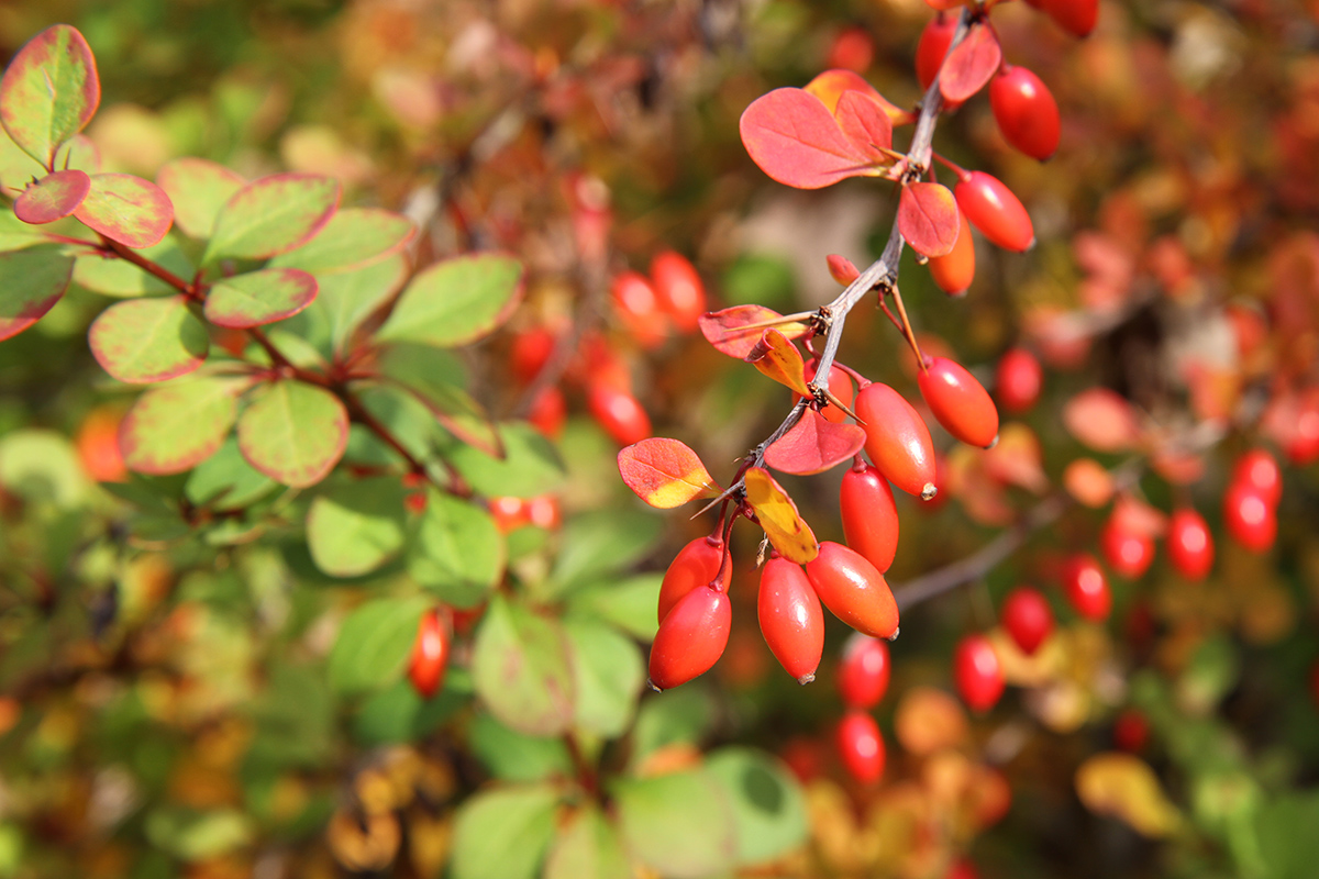 Изображение особи Berberis thunbergii.