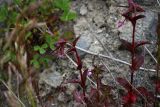 genus Epilobium