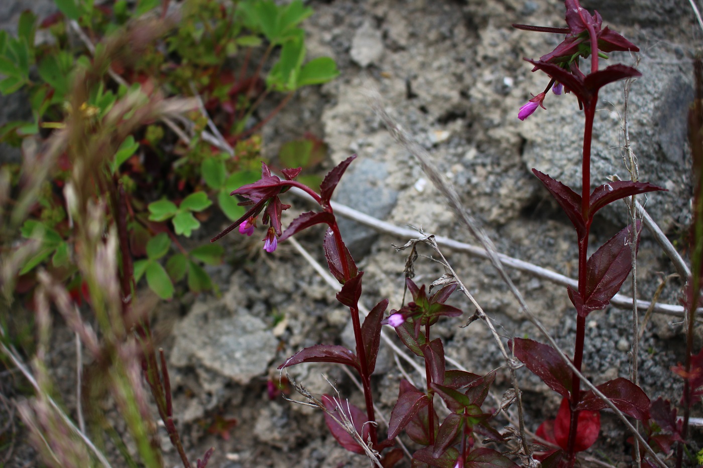 Изображение особи род Epilobium.