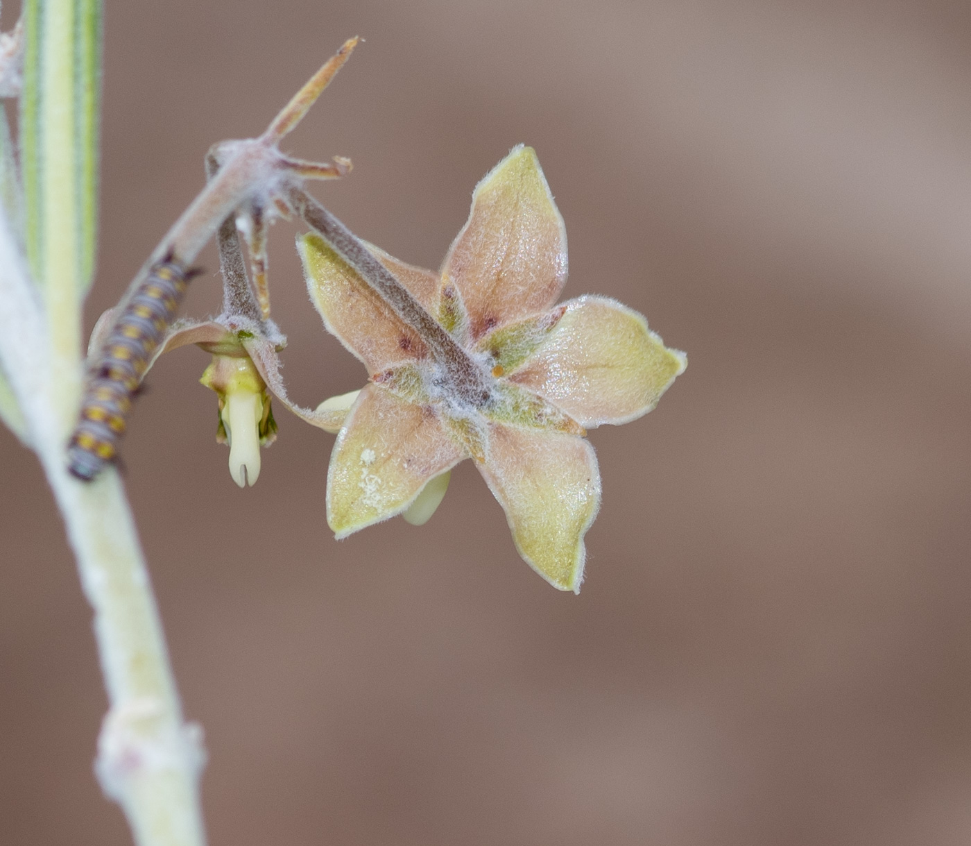 Изображение особи Gomphocarpus tomentosus.