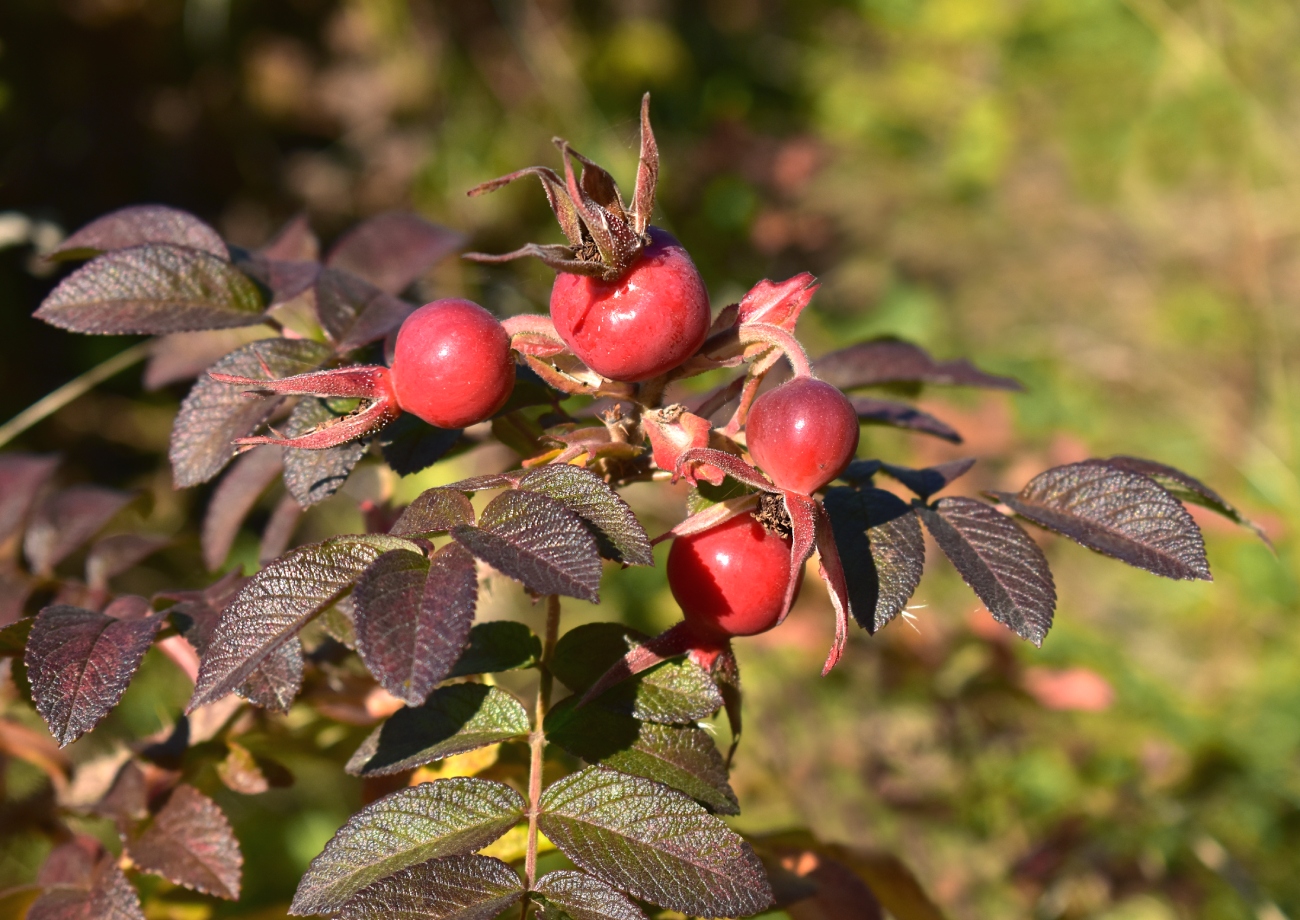 Изображение особи Rosa rugosa.