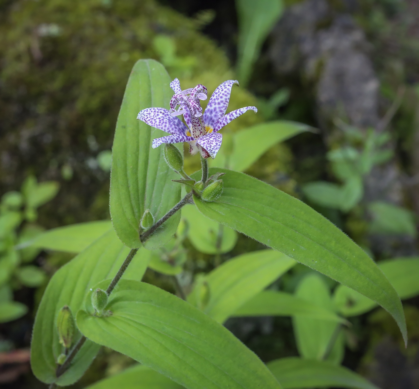 Изображение особи Tricyrtis hirta.