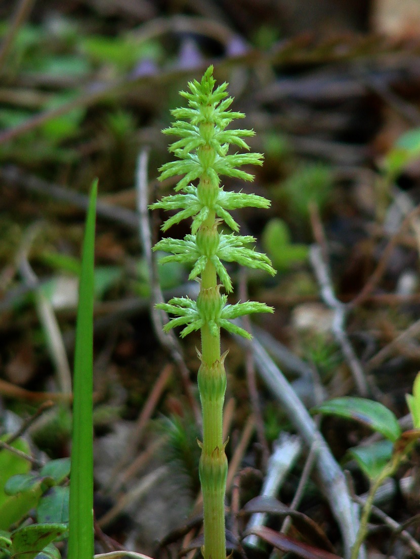 Изображение особи Equisetum sylvaticum.