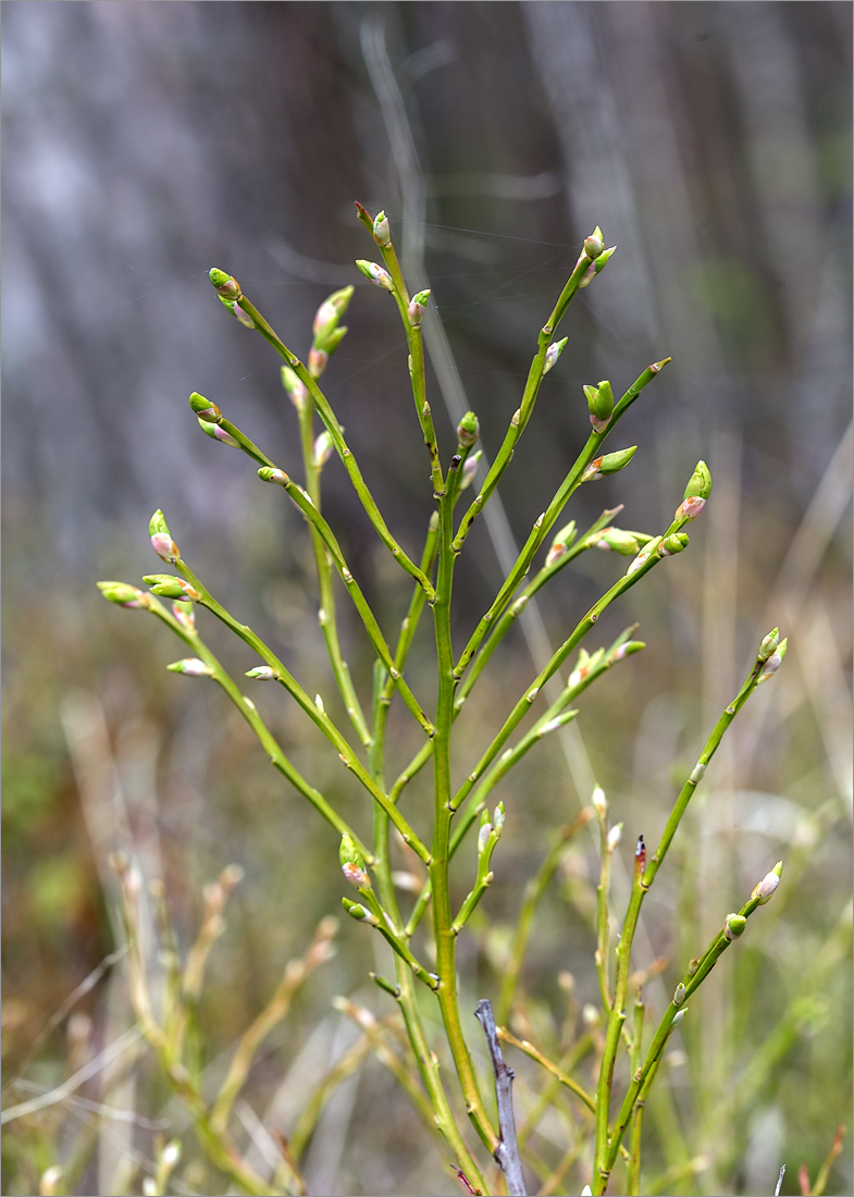 Image of Vaccinium myrtillus specimen.