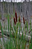 Typha latifolia