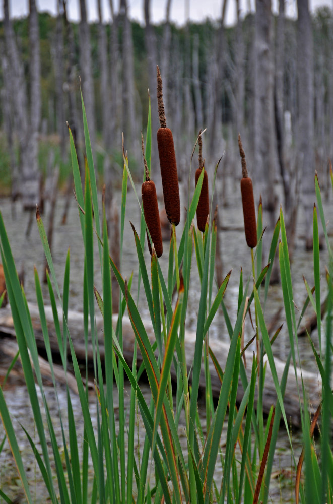 Image of Typha latifolia specimen.