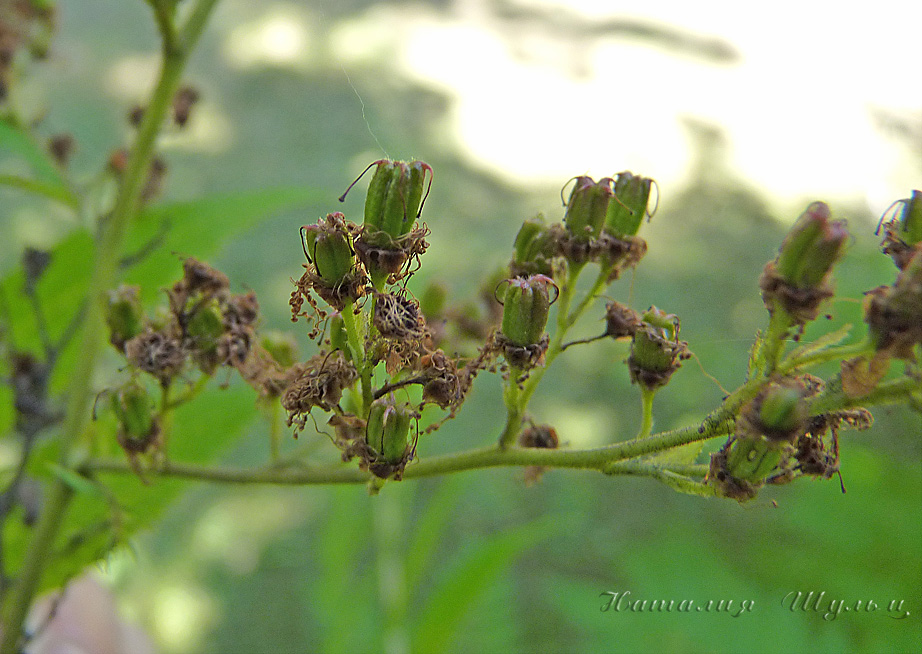 Изображение особи Sorbaria sorbifolia.