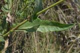 Sonchus arvensis