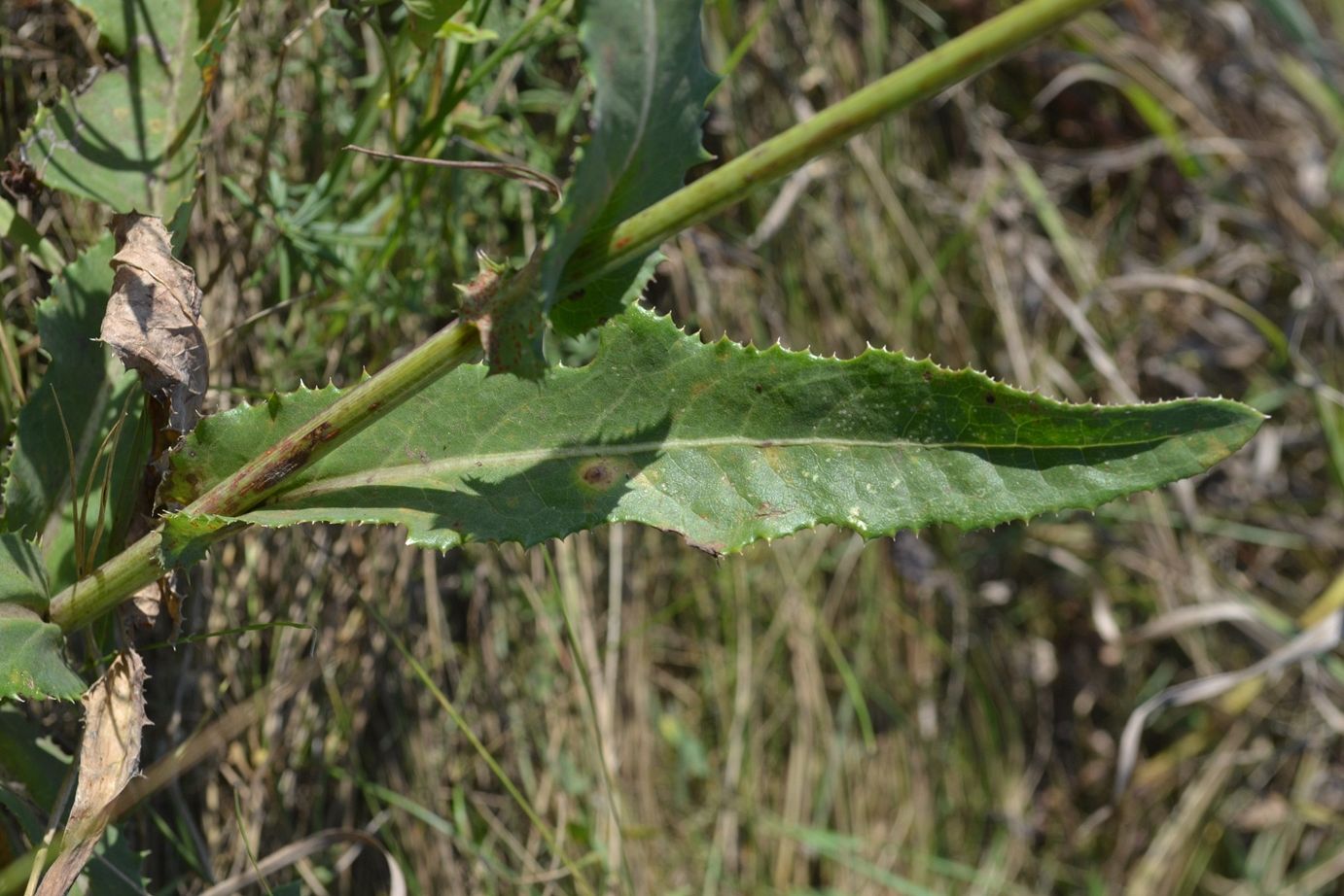 Image of Sonchus arvensis specimen.