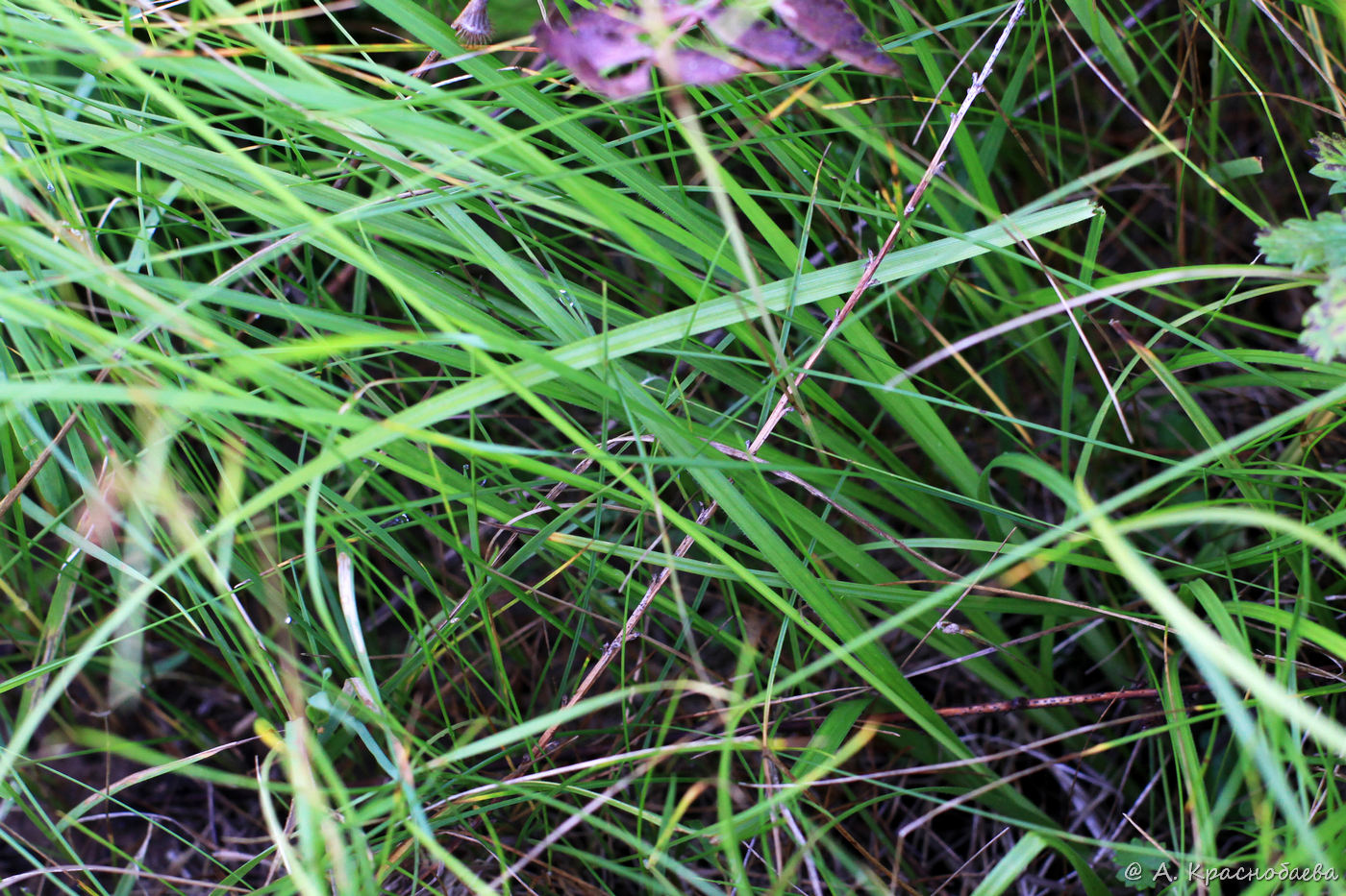 Image of Carex pallescens specimen.