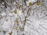 род Lonicera. Вегетирующее растение на покоящемся Carpinus orientalis. Краснодарский край, Крымский р-н, окр. станицы Неберджаевская, ур. Темрючки, опушка дубово-грабинникового леса. 19.01.2021.