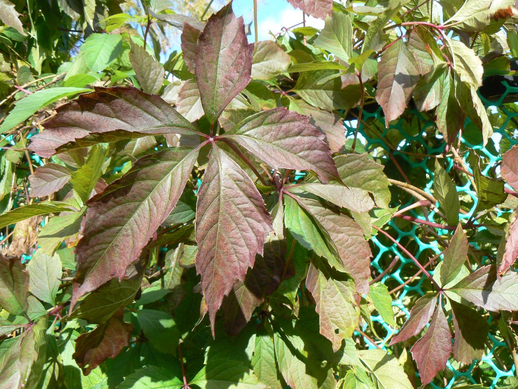 Image of genus Parthenocissus specimen.