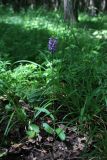 Dactylorhiza fuchsii