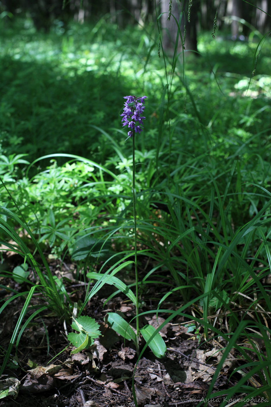 Изображение особи Dactylorhiza fuchsii.