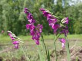 Gladiolus imbricatus. Верхушки цветущих растений. Ульяновская обл., окр. г. Димитровград, пойма реки Бол. Черемшан, вырубка, обочина дороги. 02.06.2019.