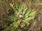 Cirsium roseolum