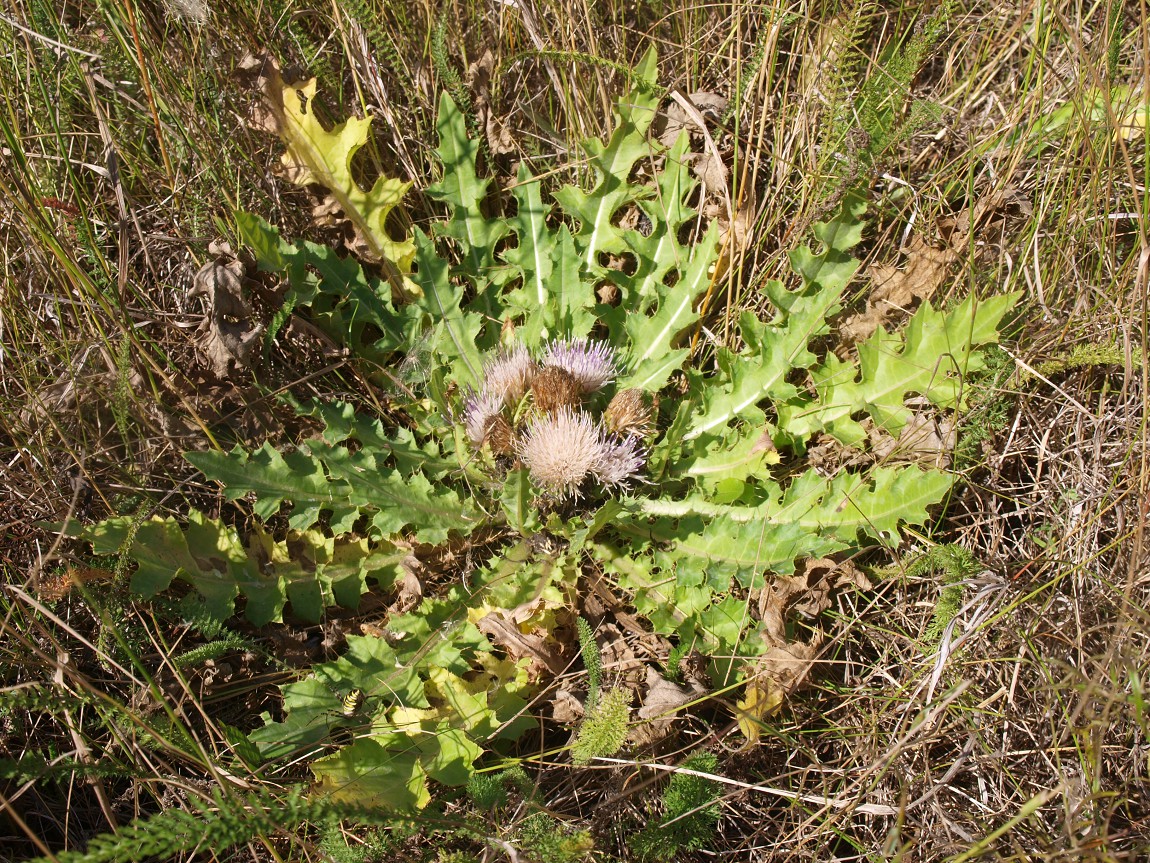 Изображение особи Cirsium roseolum.