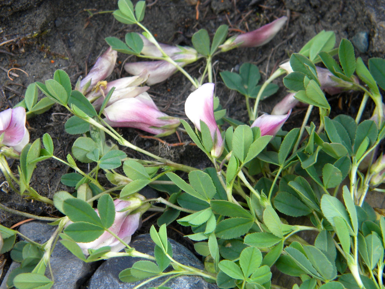 Image of Trifolium eximium specimen.