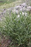 Convolvulus subhirsutus