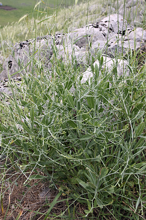 Изображение особи Convolvulus subhirsutus.