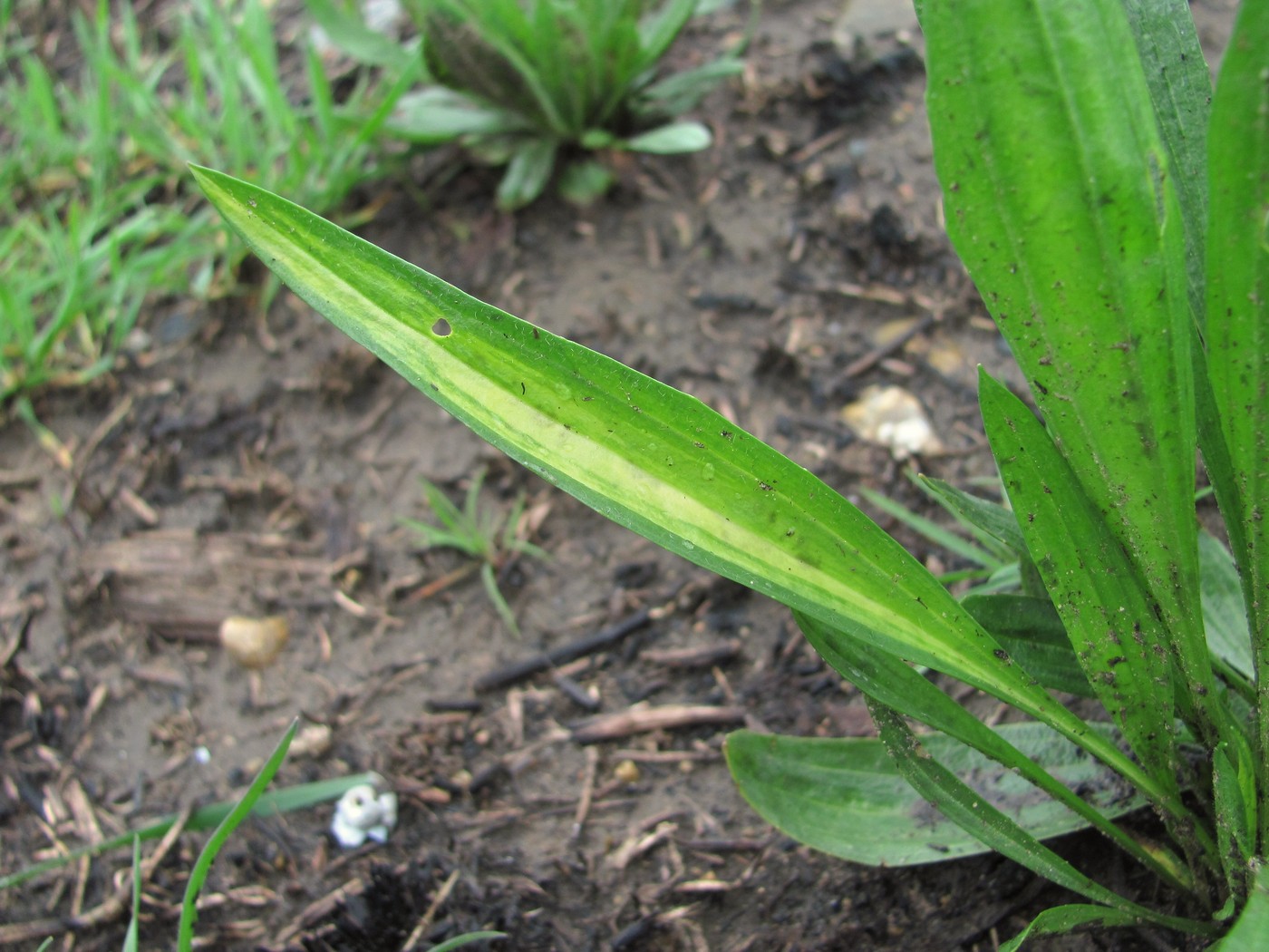 Image of Plantago lanceolata specimen.