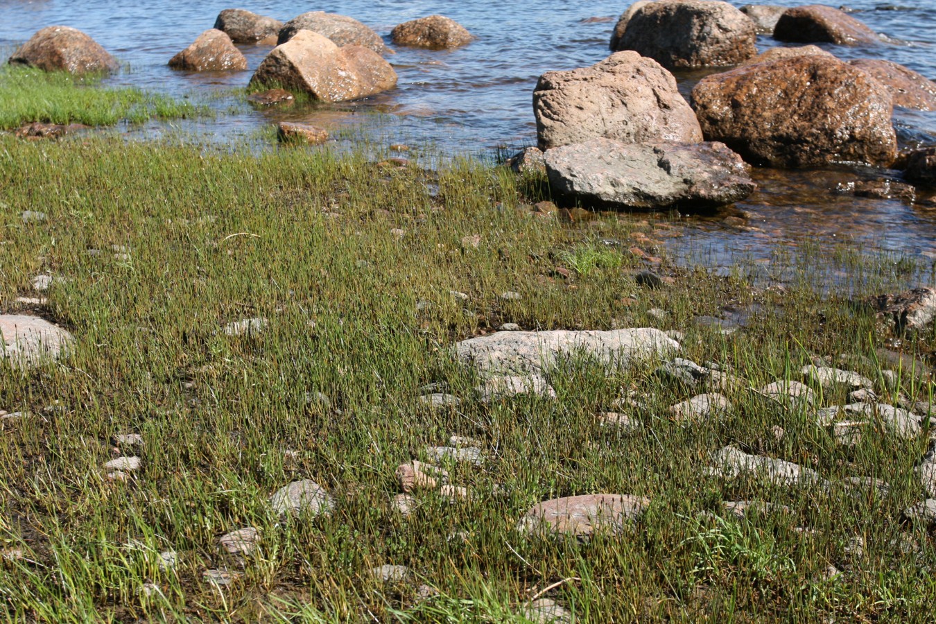 Image of Eleocharis fennica specimen.