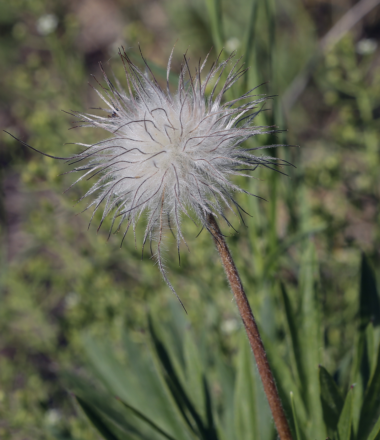 Изображение особи Pulsatilla uralensis.