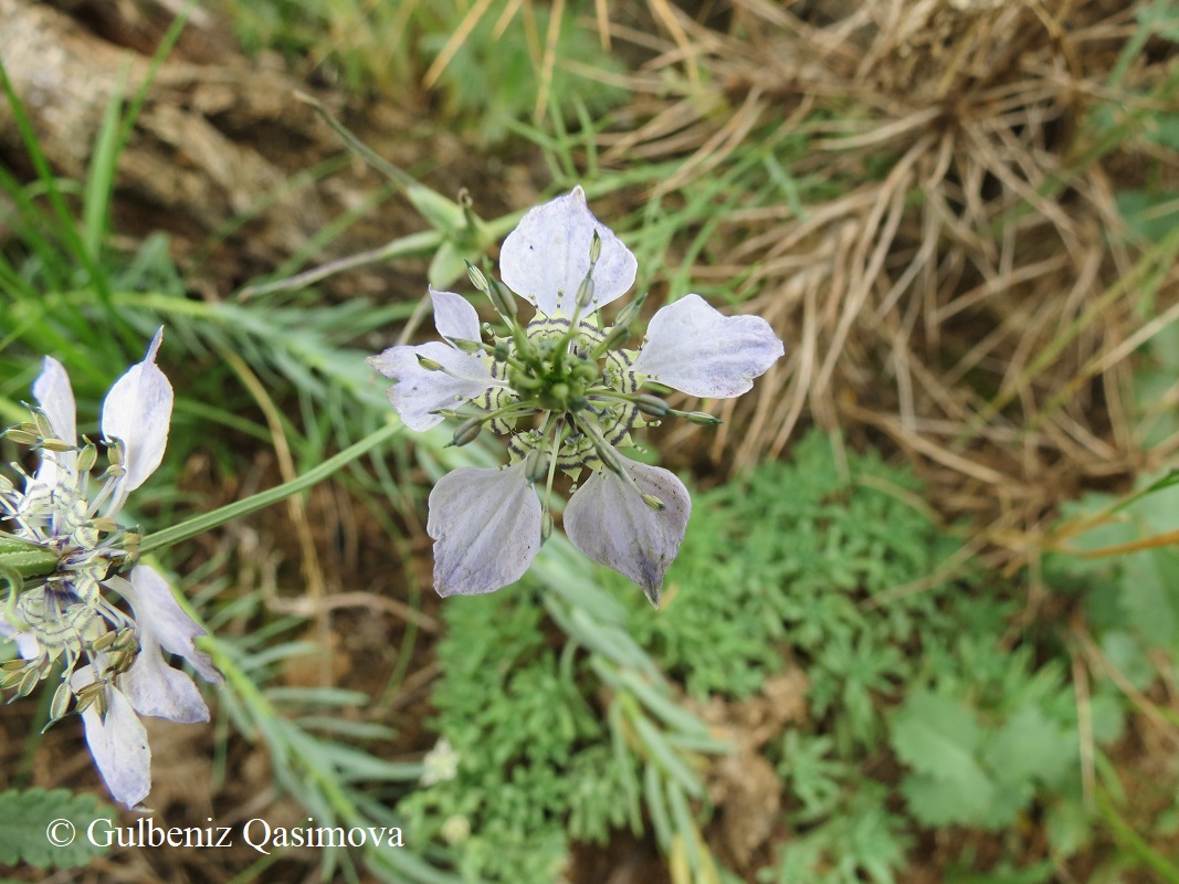 Изображение особи Nigella arvensis.