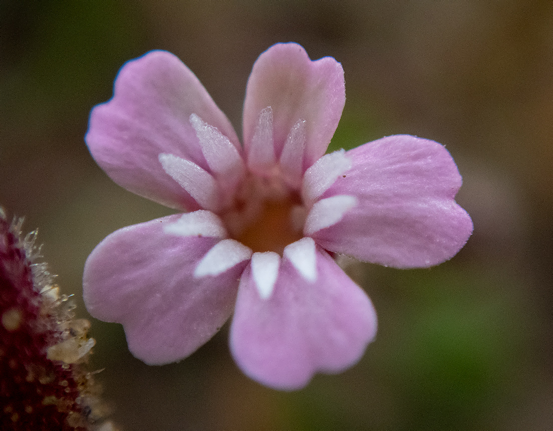 Image of Silene pentelica specimen.