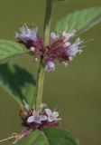 Mentha arvensis