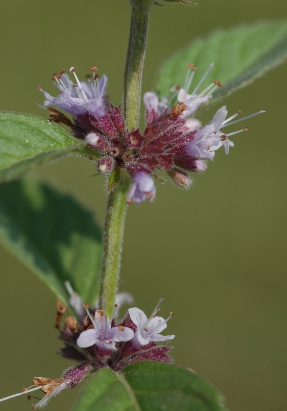 Image of Mentha arvensis specimen.
