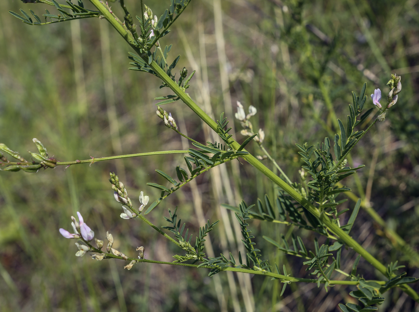 Image of Astragalus sulcatus specimen.