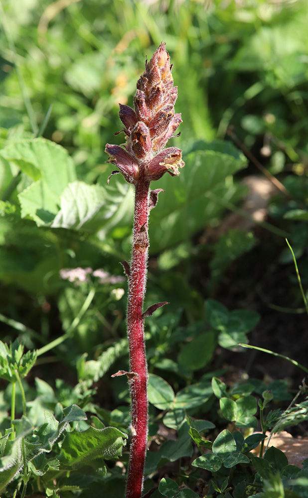 Изображение особи Orobanche owerinii.