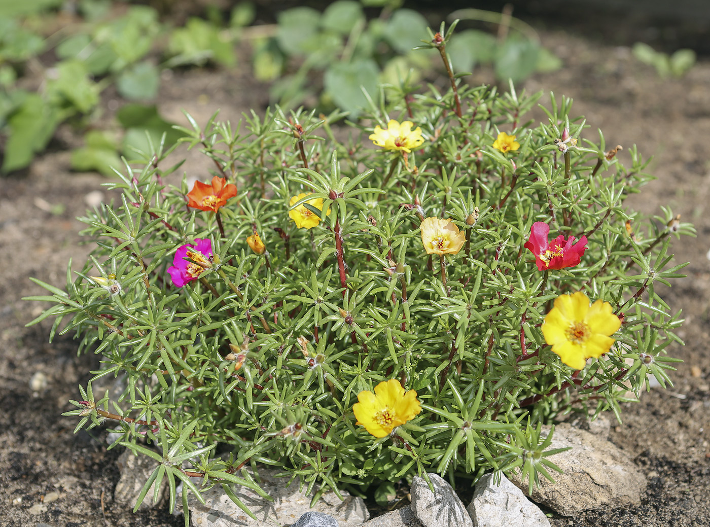 Image of Portulaca grandiflora specimen.